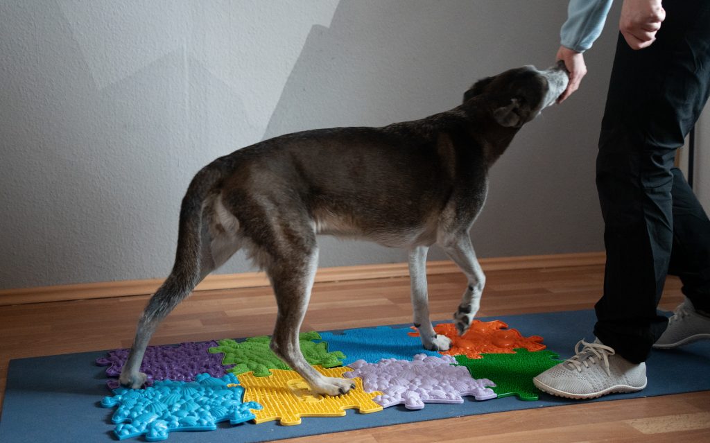 Hündin bei der aktiven Krankengymnastik im Rahmen der Hundephysiotherapie