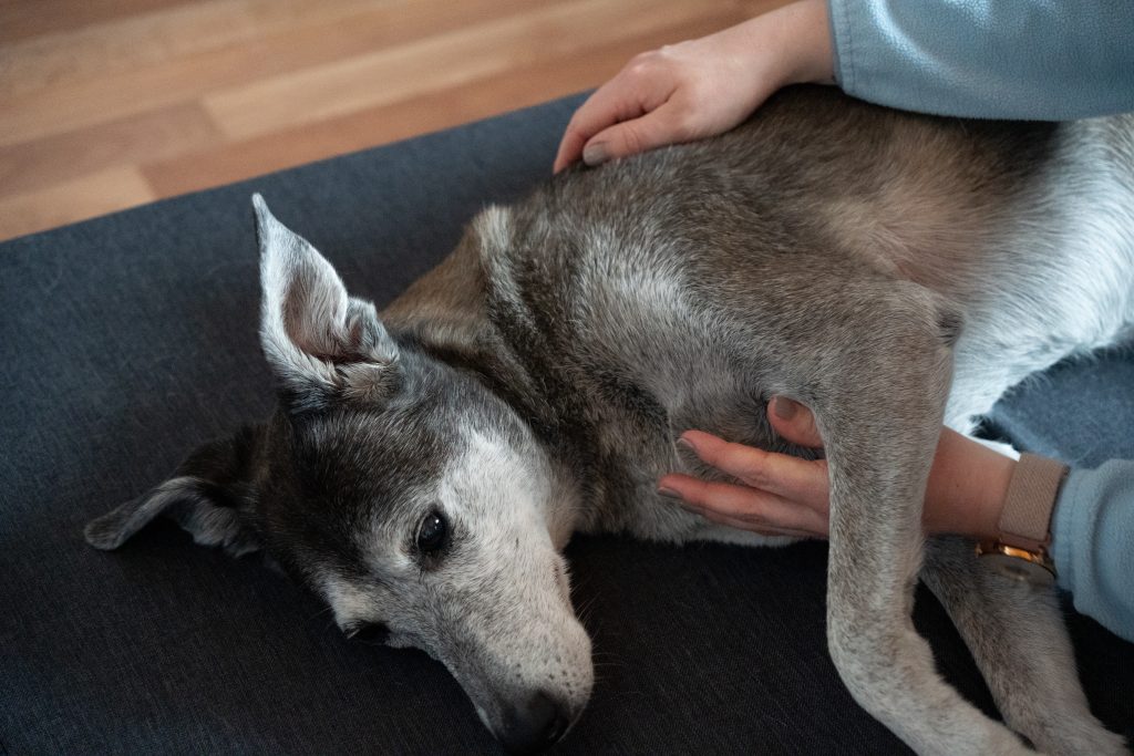 Hündin während des Erstbefundes bei der mobilen Tierphysiotherapie