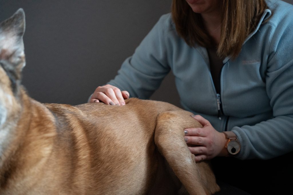 Hund bei der Massage im Rahmen der mobilen Tierphysiotherapie