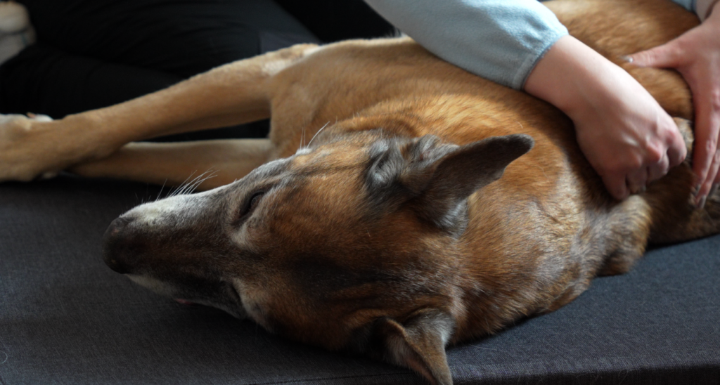 Hund während der Massage bei der mobilen Hundephysiotherapie