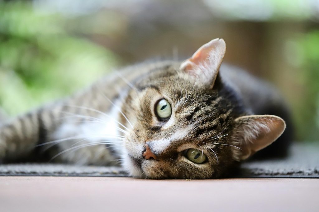 cat, mackerel, european shorthair, domestic cat, domestic animal, mammal, cat eyes, cat face, nature, pet, whiskers, animal